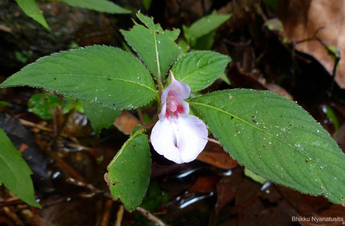 Impatiens truncata Thwaites